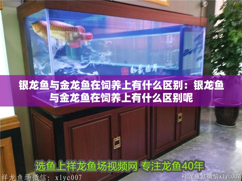 銀龍魚與金龍魚在飼養上有什么區別：銀龍魚與金龍魚在飼養上有什么區別呢 銀龍魚與金龍魚在飼養上有什么區別：銀龍魚與金龍魚在飼養上有什么區別呢 水族問答