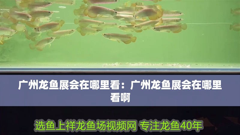 廣州龍魚展會(huì)在哪里看：廣州龍魚展會(huì)在哪里看啊