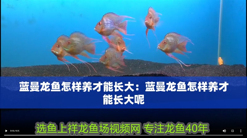藍曼龍魚怎樣養才能長大：藍曼龍魚怎樣養才能長大呢