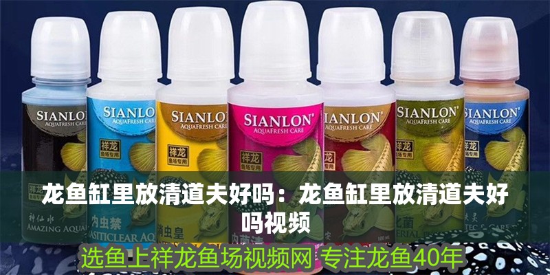 龍魚(yú)缸里放清道夫好嗎：龍魚(yú)缸里放清道夫好嗎視頻