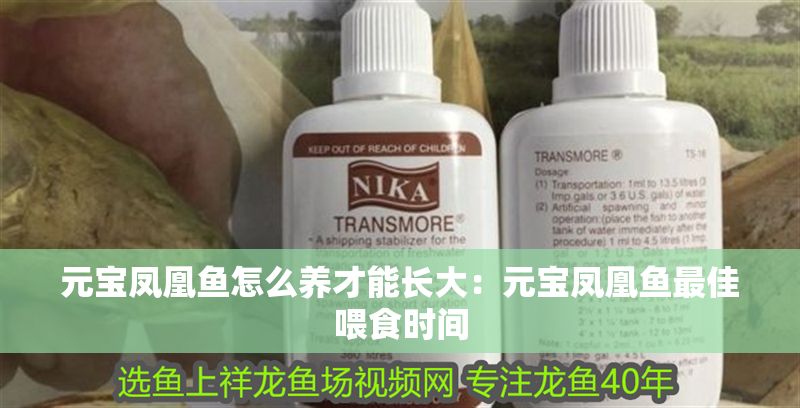 元寶鳳凰魚怎么養才能長大：元寶鳳凰魚最佳喂食時間