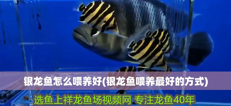 銀龍魚(yú)怎么喂養(yǎng)好(銀龍魚(yú)喂養(yǎng)最好的方式)