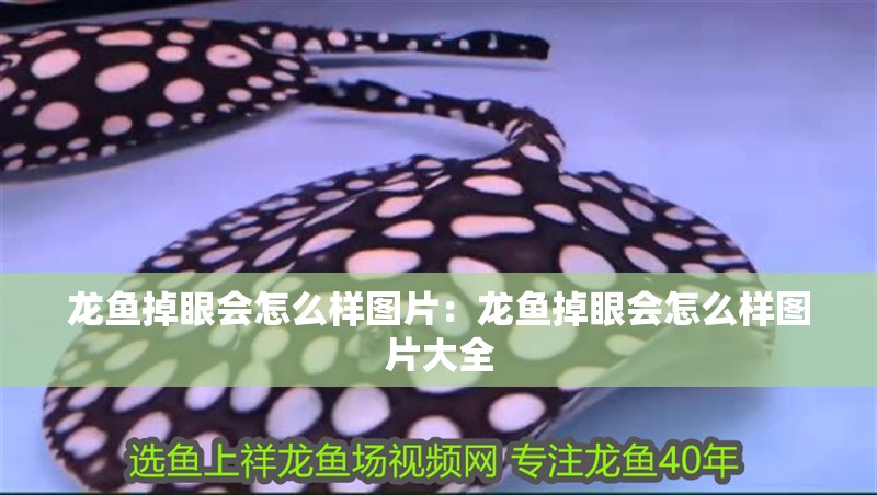 龍魚掉眼會怎么樣圖片：龍魚掉眼會怎么樣圖片大全