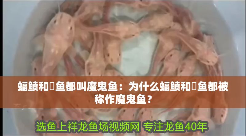 蝠鲼和魟魚都叫魔鬼魚:為什么蝠鲼和魟魚都被稱作魔鬼魚? 魟魚百科 第2張 蝠鲼和魟魚都叫魔鬼魚:為什么蝠鲼和魟魚都被稱作魔鬼魚? 蝠鲼和魟魚都叫魔鬼魚:為什么蝠鲼和魟魚都被稱作魔鬼魚? 魟魚百科 第2張