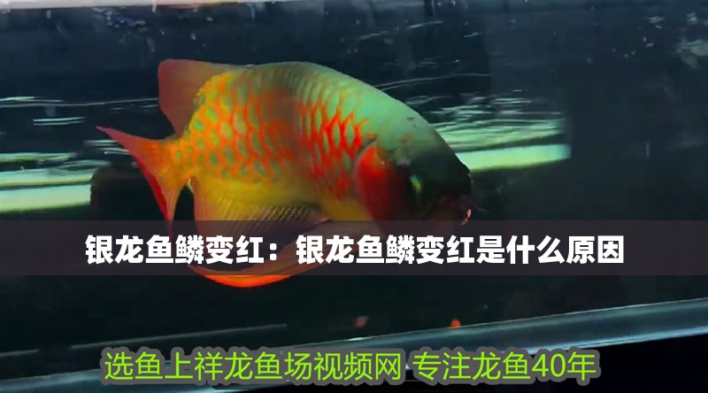 銀龍魚鱗變紅：銀龍魚鱗變紅是什么原因