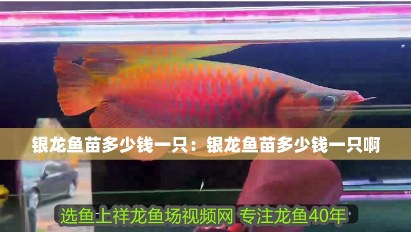 銀龍魚苗多少錢一只：銀龍魚苗多少錢一只啊 銀龍魚苗多少錢一只：銀龍魚苗多少錢一只啊 水族問答