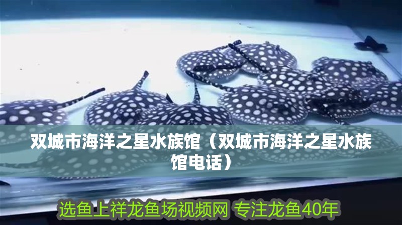 雙城市海洋之星水族館（雙城市海洋之星水族館電話(huà)）