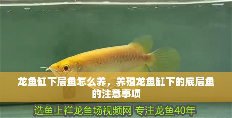 龍魚缸下層魚怎么養，養殖龍魚缸下的底層魚的注意事項