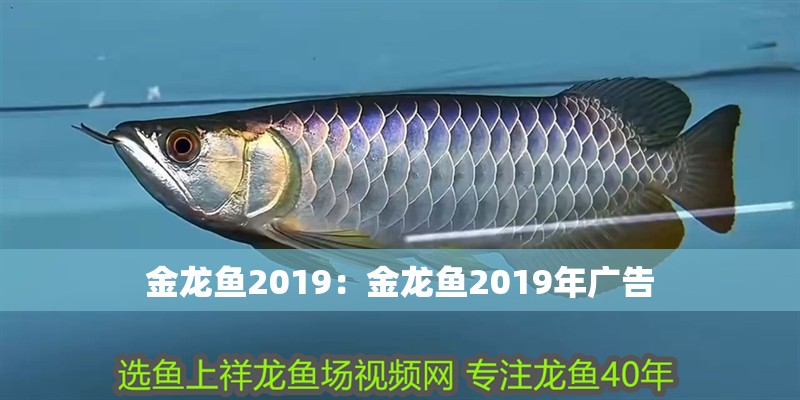 金龍魚2019：金龍魚2019年廣告 金龍魚2019：金龍魚2019年廣告 水族問答