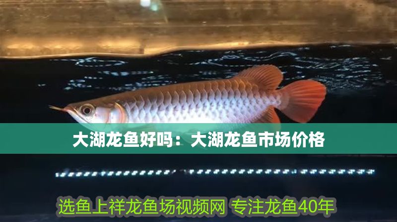 大湖龍魚好嗎：大湖龍魚市場價格
