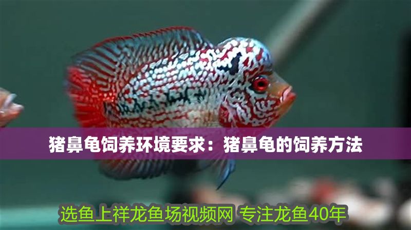 豬鼻龜飼養環境要求：豬鼻龜的飼養方法 豬鼻龜飼養環境要求：豬鼻龜的飼養方法 豬鼻龜百科 第1張