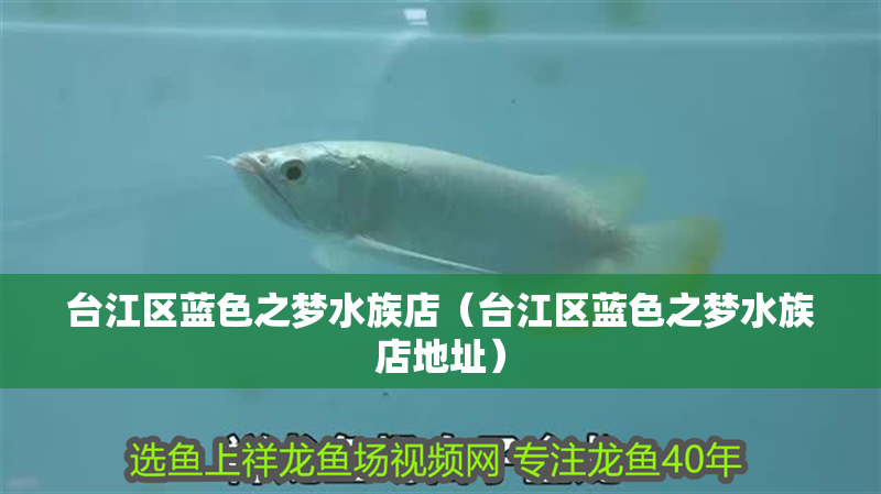 臺江區藍色之夢水族店（臺江區藍色之夢水族店地址）