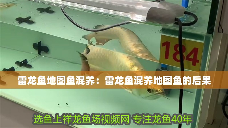 雷龍魚地圖魚混養(yǎng)：雷龍魚混養(yǎng)地圖魚的后果