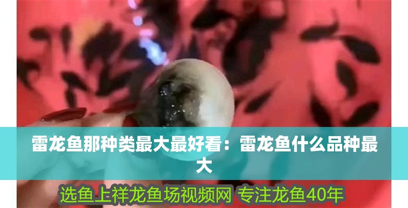 雷龍魚那種類最大最好看：雷龍魚什么品種最大