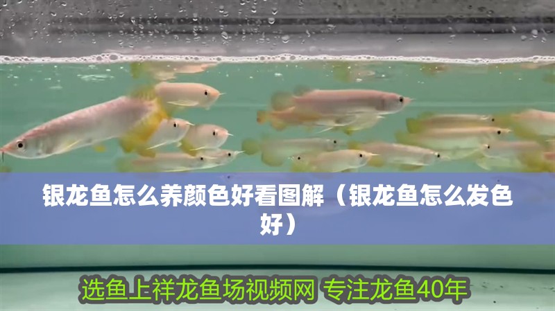 銀龍魚怎么養顏色好看圖解（銀龍魚怎么發色好） 銀龍魚怎么養顏色好看圖解（銀龍魚怎么發色好） 銀龍魚百科