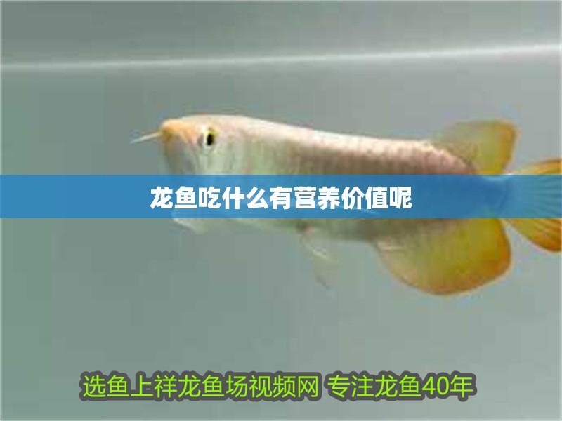 龍魚吃什么有營養價值呢