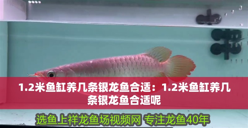 1.2米魚缸養幾條銀龍魚合適：1.2米魚缸養幾條銀龍魚合適呢