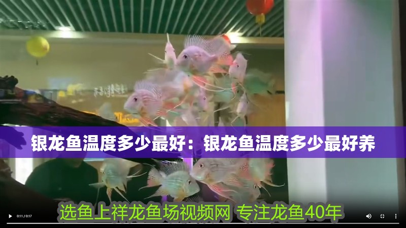 銀龍魚溫度多少最好：銀龍魚溫度多少最好養