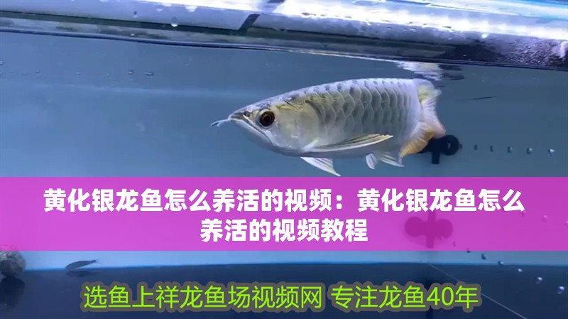 黃化銀龍魚怎么養活的視頻：黃化銀龍魚怎么養活的視頻教程