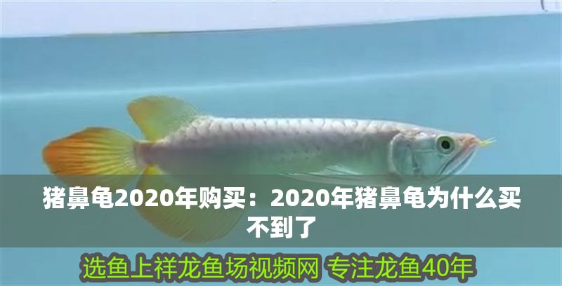 豬鼻龜2020年購買：2020年豬鼻龜為什么買不到了