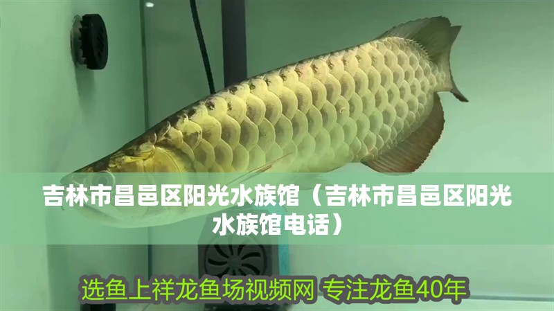 吉林市昌邑區(qū)陽光水族館（吉林市昌邑區(qū)陽光水族館電話） 吉林市昌邑區(qū)陽光水族館（吉林市昌邑區(qū)陽光水族館電話） 全國水族館企業(yè)名錄 第2張