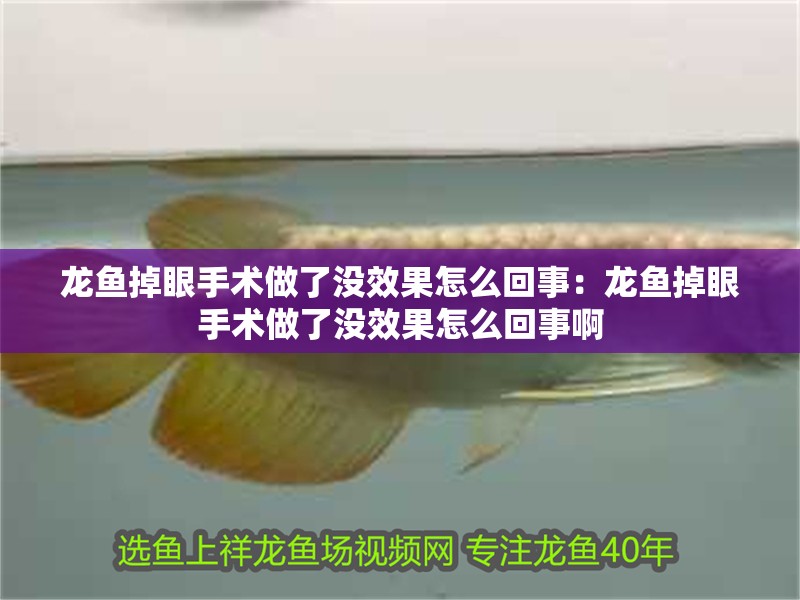 龍魚掉眼手術做了沒效果怎么回事：龍魚掉眼手術做了沒效果怎么回事啊 龍魚掉眼手術做了沒效果怎么回事：龍魚掉眼手術做了沒效果怎么回事啊 水族問答