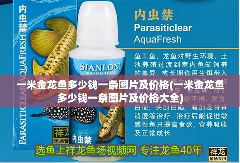 一米金龍魚多少錢一條圖片及價格(一米金龍魚多少錢一條圖片及價格大全)