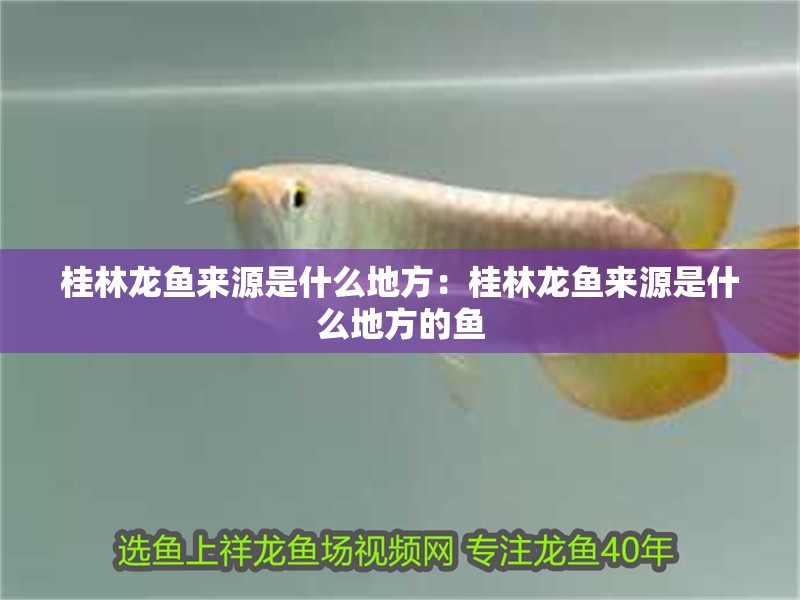 桂林龍魚來源是什么地方：桂林龍魚來源是什么地方的魚