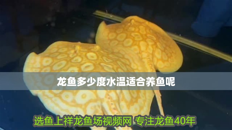 龍魚多少度水溫適合養魚呢