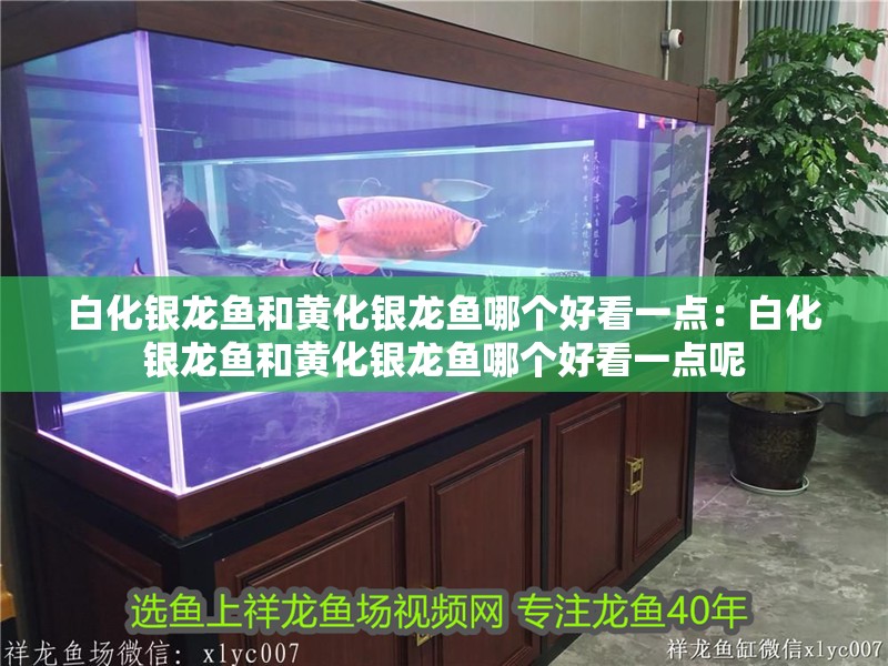白化銀龍魚和黃化銀龍魚哪個好看一點：白化銀龍魚和黃化銀龍魚哪個好看一點呢