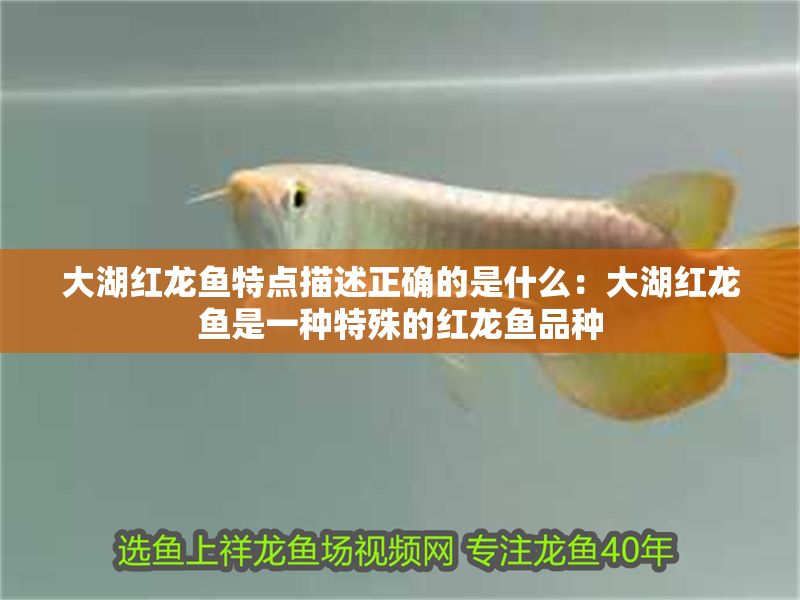大湖紅龍魚特點描述正確的是什么：大湖紅龍魚是一種特殊的紅龍魚品種