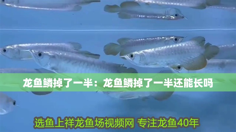 龍魚鱗掉了一半：龍魚鱗掉了一半還能長嗎