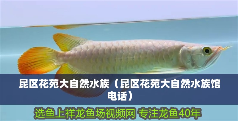 昆區(qū)花苑大自然水族（昆區(qū)花苑大自然水族館電話）