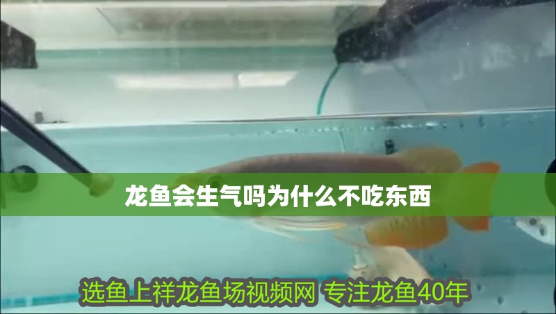 龍魚會生氣嗎為什么不吃東西