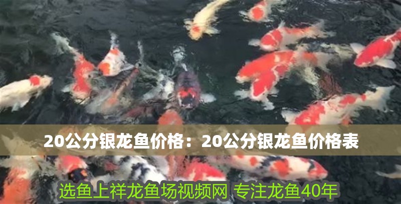 20公分銀龍魚價格：20公分銀龍魚價格表 20公分銀龍魚價格：20公分銀龍魚價格表 水族問答
