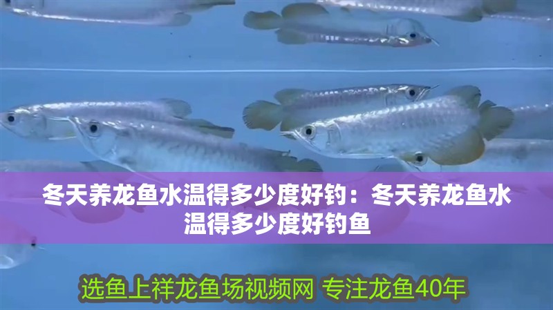 冬天養(yǎng)龍魚水溫得多少度好釣：冬天養(yǎng)龍魚水溫得多少度好釣魚