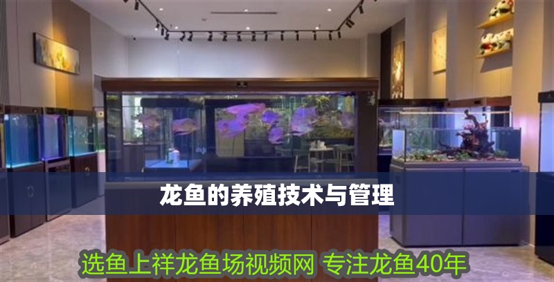 龍魚的養(yǎng)殖技術(shù)與管理