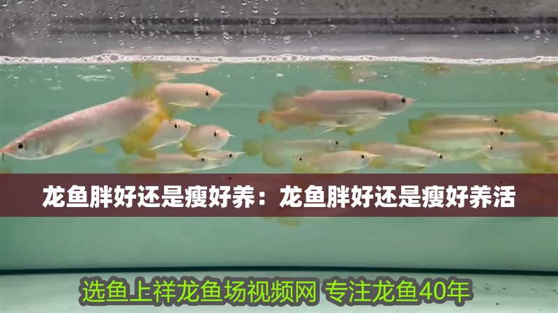 龍魚胖好還是瘦好養：龍魚胖好還是瘦好養活