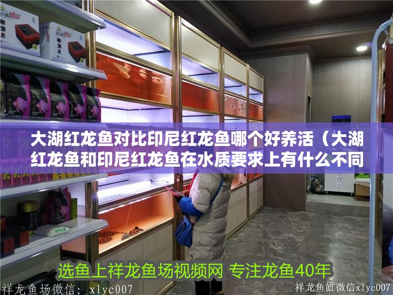 大湖紅龍魚對比印尼紅龍魚哪個好養活（大湖紅龍魚和印尼紅龍魚在水質要求上有什么不同）