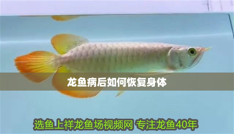 龍魚病后如何恢復身體 龍魚病后如何恢復身體 龍魚百科 第2張
