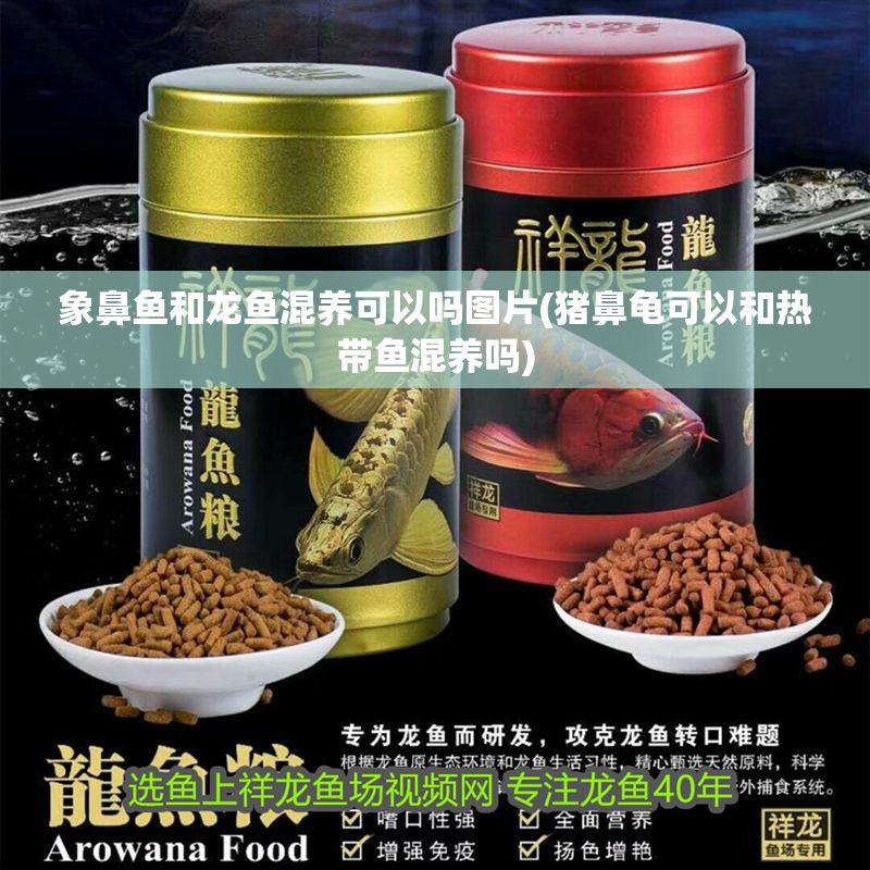 象鼻魚和龍魚混養可以嗎圖片(豬鼻龜可以和熱帶魚混養嗎)