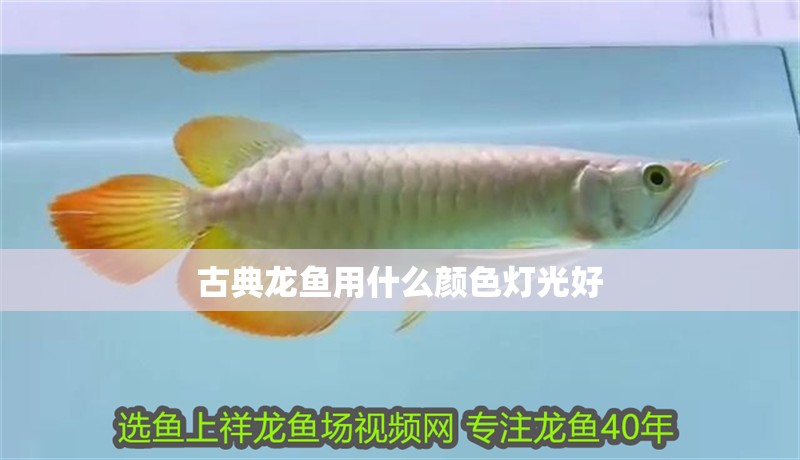 古典龍魚用什么顏色燈光好