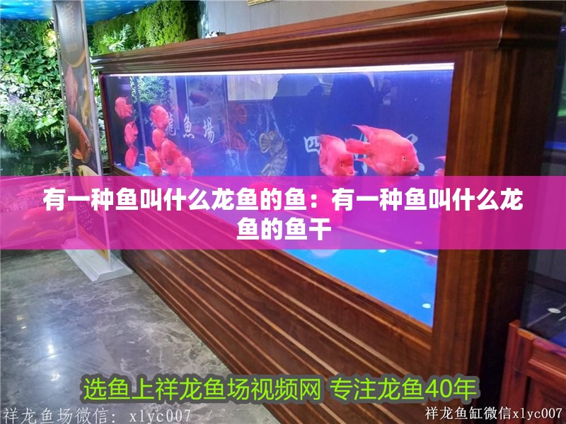 有一種魚叫什么龍魚的魚：有一種魚叫什么龍魚的魚干