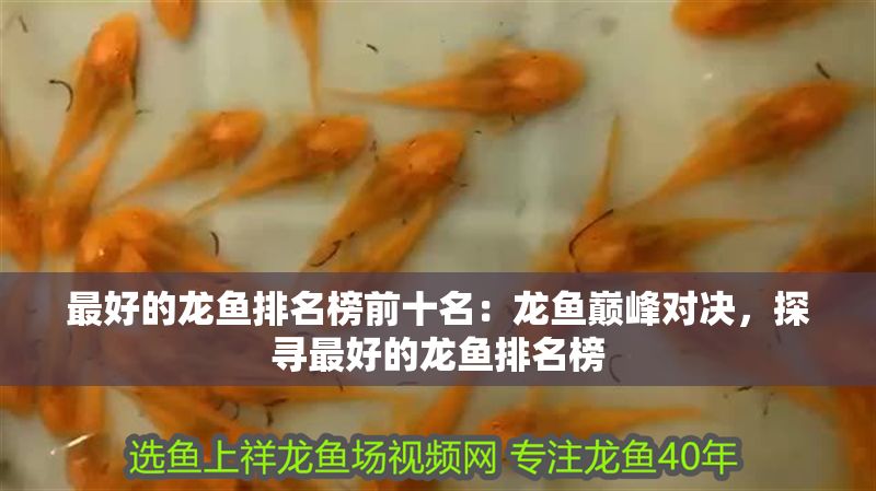 最好的龍魚排名榜前十名：龍魚巔峰對決，探尋最好的龍魚排名榜