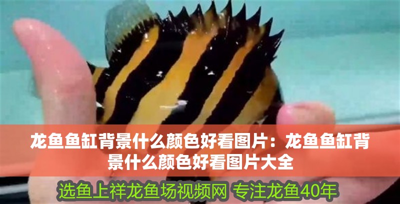 龍魚魚缸背景什么顏色好看圖片：龍魚魚缸背景什么顏色好看圖片大全