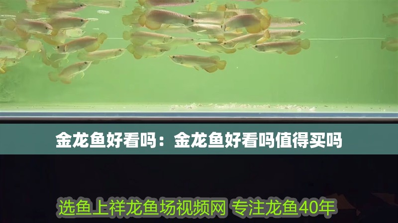 金龍魚好看嗎：金龍魚好看嗎值得買嗎