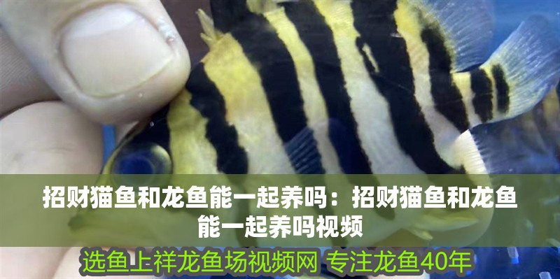 招財(cái)貓魚(yú)和龍魚(yú)能一起養(yǎng)嗎：招財(cái)貓魚(yú)和龍魚(yú)能一起養(yǎng)嗎視頻