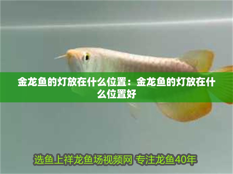金龍魚的燈放在什么位置：金龍魚的燈放在什么位置好 金龍魚的燈放在什么位置：金龍魚的燈放在什么位置好 水族問答