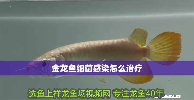 金龍魚細菌感染怎么治療