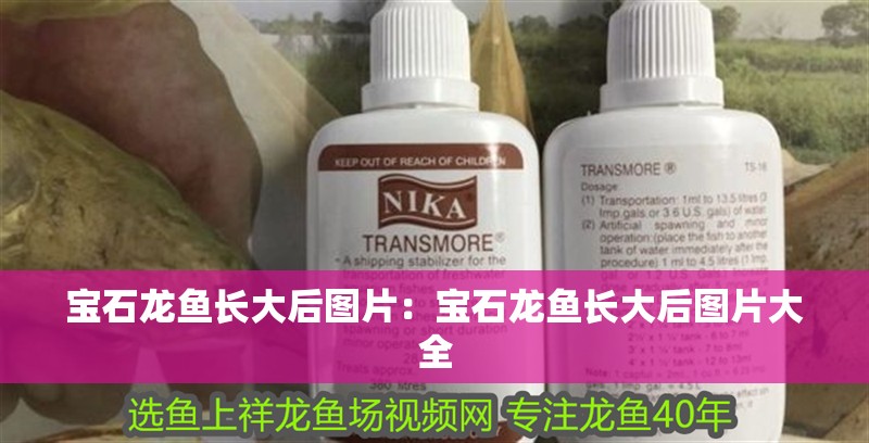 寶石龍魚長大后圖片：寶石龍魚長大后圖片大全